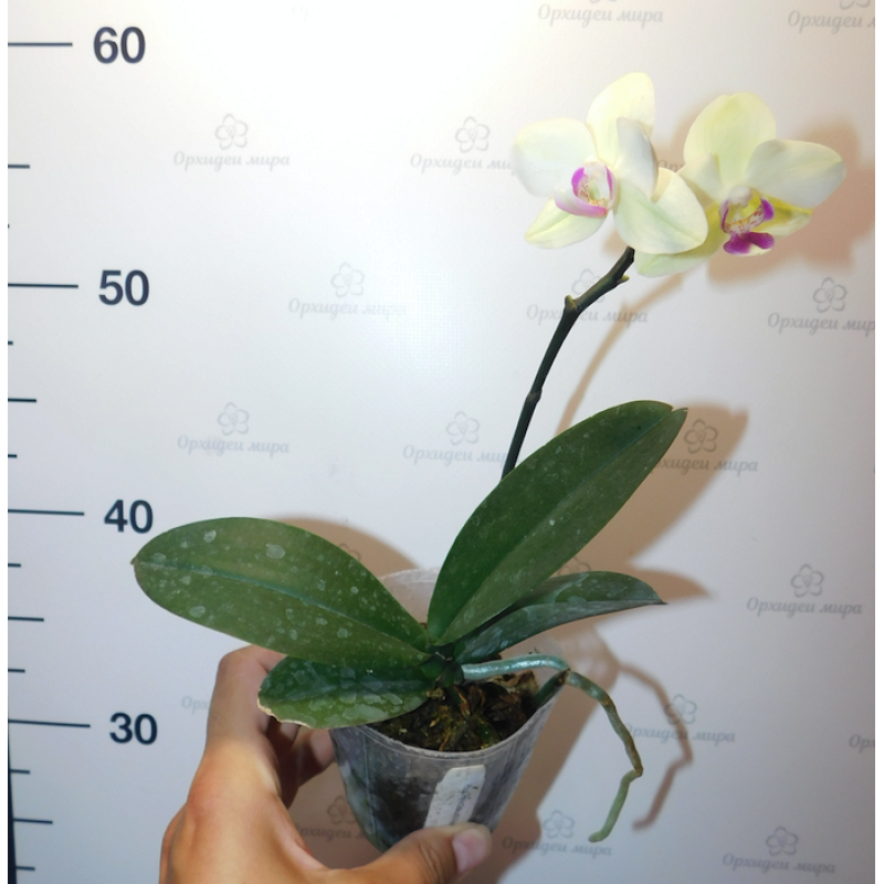 Semiz xoroz zorga kirib kelayotgan video